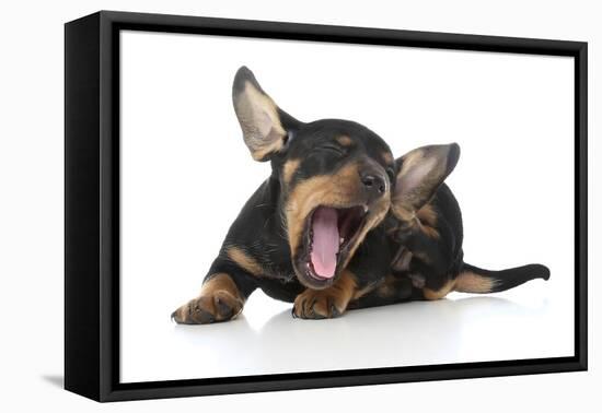 Puppies 005-Andrea Mascitti-Framed Premier Image Canvas