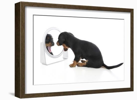 Puppies 006-Andrea Mascitti-Framed Photographic Print