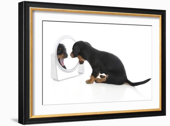 Puppies 006-Andrea Mascitti-Framed Photographic Print