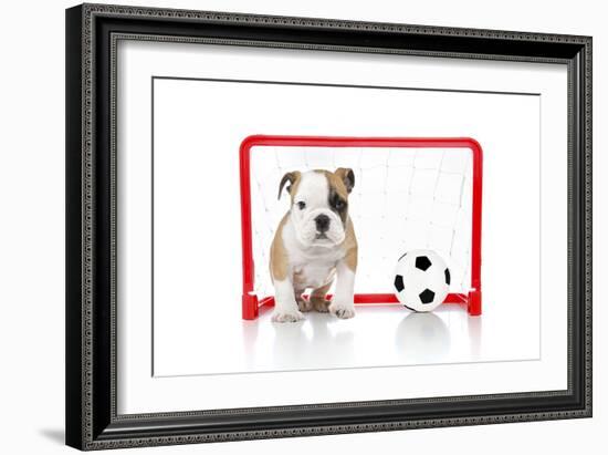 Puppies 007-Andrea Mascitti-Framed Photographic Print