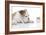 Puppies 008-Andrea Mascitti-Framed Photographic Print