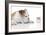 Puppies 008-Andrea Mascitti-Framed Photographic Print