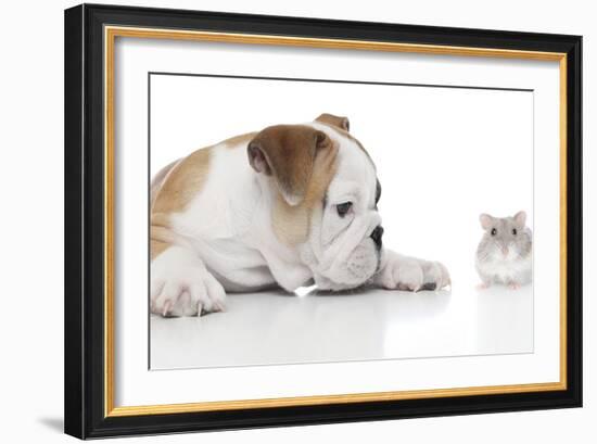 Puppies 008-Andrea Mascitti-Framed Photographic Print