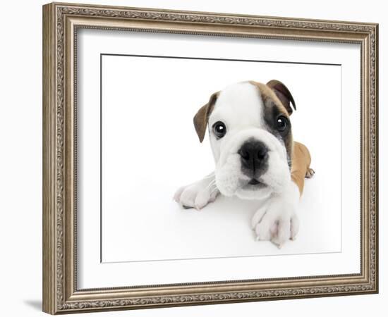 Puppies 009-Andrea Mascitti-Framed Photographic Print