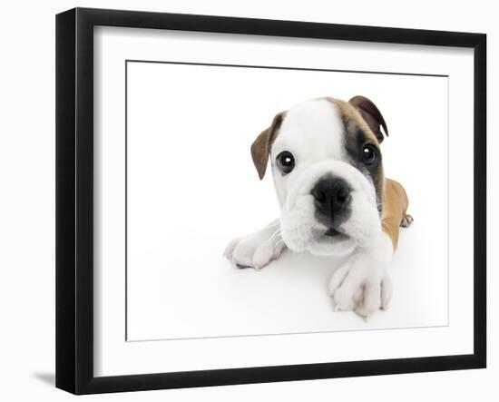 Puppies 009-Andrea Mascitti-Framed Photographic Print