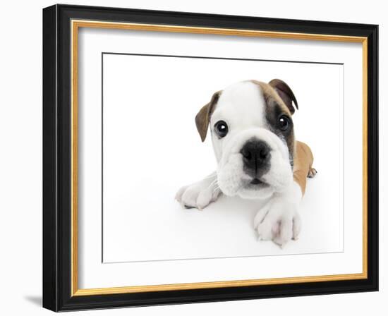 Puppies 009-Andrea Mascitti-Framed Photographic Print