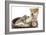 Puppies 011-Andrea Mascitti-Framed Photographic Print