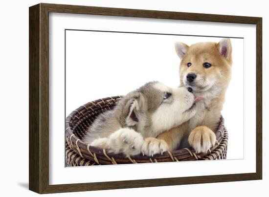 Puppies 011-Andrea Mascitti-Framed Photographic Print