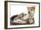 Puppies 011-Andrea Mascitti-Framed Photographic Print