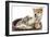 Puppies 011-Andrea Mascitti-Framed Photographic Print