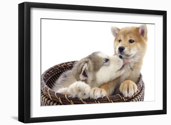 Puppies 011-Andrea Mascitti-Framed Photographic Print