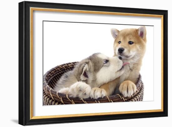 Puppies 011-Andrea Mascitti-Framed Photographic Print