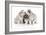 Puppies 012-Andrea Mascitti-Framed Photographic Print