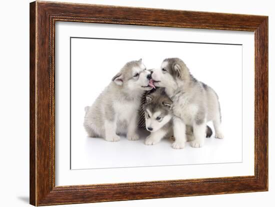 Puppies 012-Andrea Mascitti-Framed Photographic Print