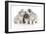 Puppies 012-Andrea Mascitti-Framed Photographic Print