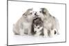 Puppies 012-Andrea Mascitti-Mounted Photographic Print