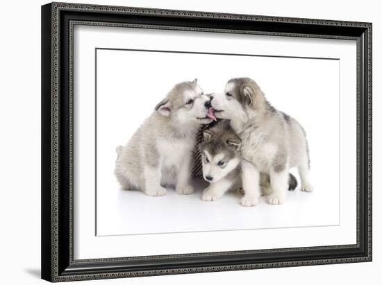 Puppies 012-Andrea Mascitti-Framed Photographic Print