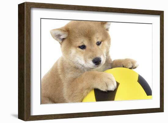 Puppies 013-Andrea Mascitti-Framed Photographic Print