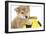 Puppies 013-Andrea Mascitti-Framed Photographic Print