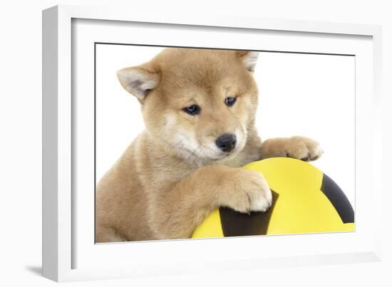 Puppies 013-Andrea Mascitti-Framed Photographic Print