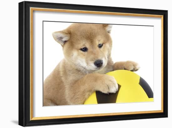 Puppies 013-Andrea Mascitti-Framed Photographic Print