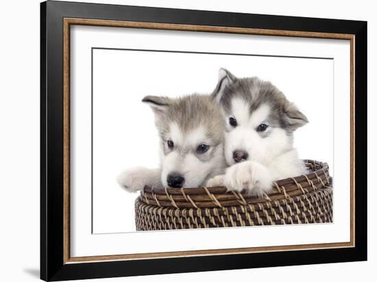 Puppies 016-Andrea Mascitti-Framed Photographic Print