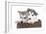 Puppies 016-Andrea Mascitti-Framed Photographic Print
