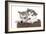 Puppies 016-Andrea Mascitti-Framed Photographic Print