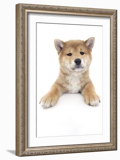 Puppies 017-Andrea Mascitti-Framed Photographic Print