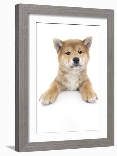 Puppies 017-Andrea Mascitti-Framed Photographic Print