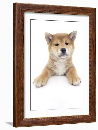 Puppies 017-Andrea Mascitti-Framed Photographic Print