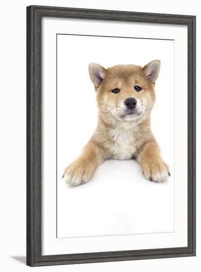 Puppies 017-Andrea Mascitti-Framed Photographic Print