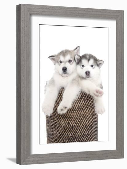 Puppies 018-Andrea Mascitti-Framed Photographic Print