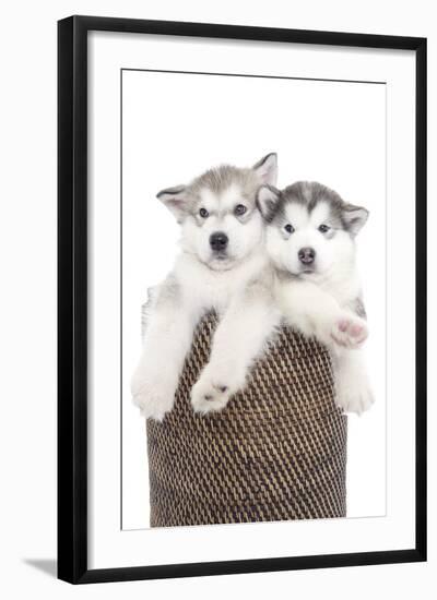 Puppies 018-Andrea Mascitti-Framed Photographic Print