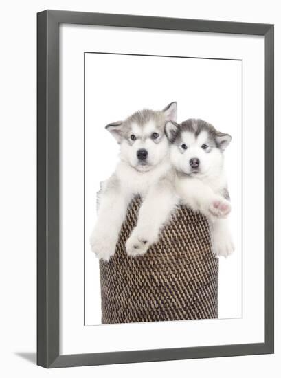 Puppies 018-Andrea Mascitti-Framed Photographic Print