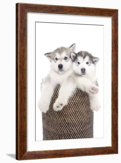 Puppies 018-Andrea Mascitti-Framed Photographic Print