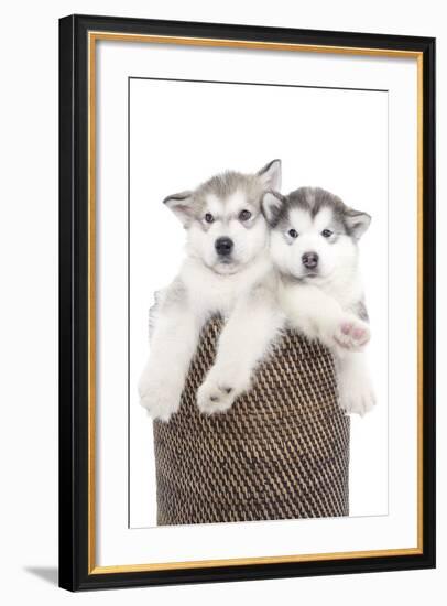 Puppies 018-Andrea Mascitti-Framed Photographic Print