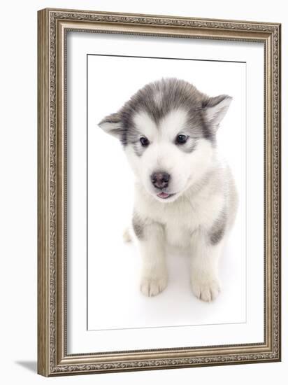 Puppies 019-Andrea Mascitti-Framed Photographic Print