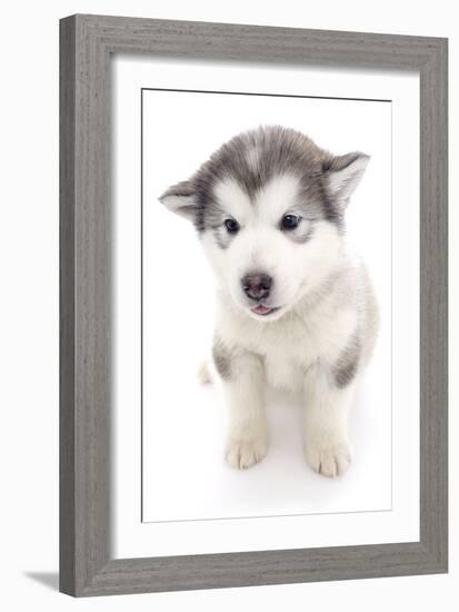 Puppies 019-Andrea Mascitti-Framed Photographic Print