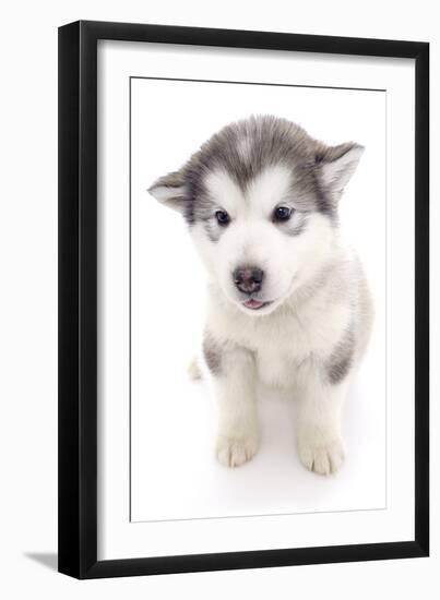 Puppies 019-Andrea Mascitti-Framed Photographic Print