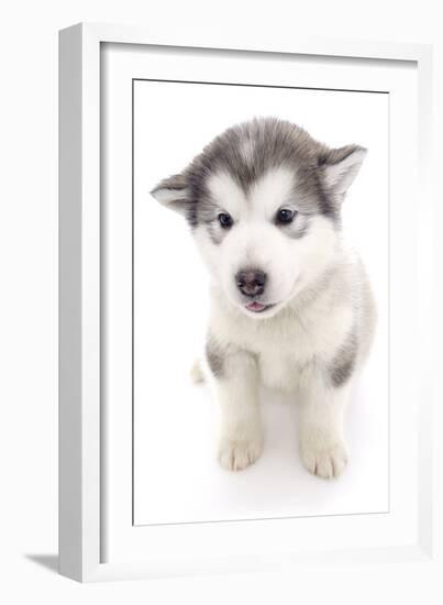 Puppies 019-Andrea Mascitti-Framed Photographic Print