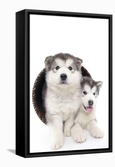 Puppies 020-Andrea Mascitti-Framed Premier Image Canvas