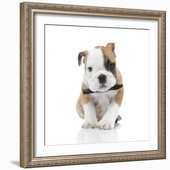 Puppies 021-Andrea Mascitti-Framed Photographic Print