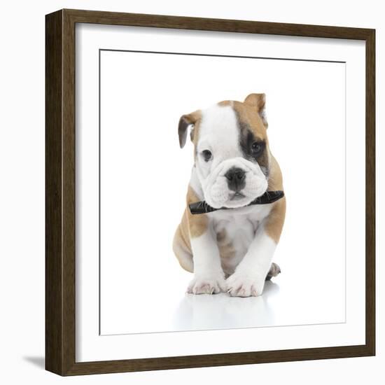 Puppies 021-Andrea Mascitti-Framed Photographic Print