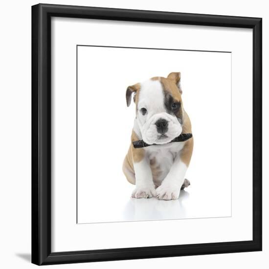 Puppies 021-Andrea Mascitti-Framed Photographic Print