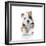 Puppies 021-Andrea Mascitti-Framed Photographic Print