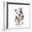 Puppies 021-Andrea Mascitti-Framed Photographic Print