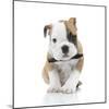 Puppies 021-Andrea Mascitti-Mounted Photographic Print