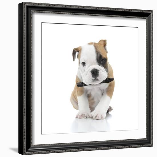 Puppies 021-Andrea Mascitti-Framed Photographic Print