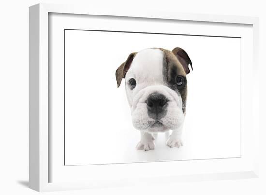 Puppies 023-Andrea Mascitti-Framed Photographic Print